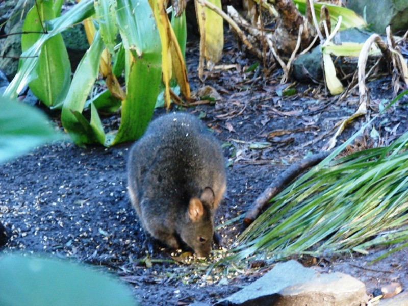 331 Pirates Bay Drive, Eaglehawk Neck TAS 7179