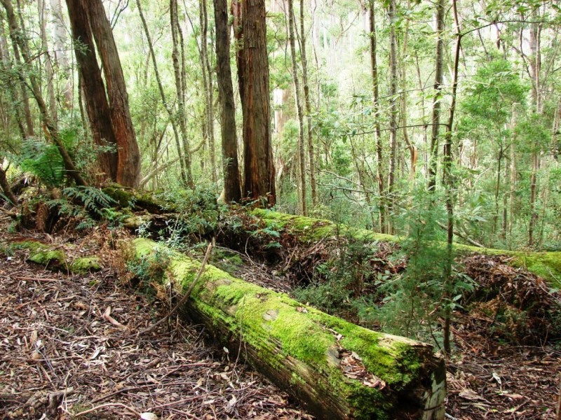 331 Pirates Bay Drive, Eaglehawk Neck TAS 7179