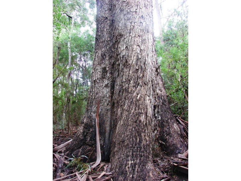 331 Pirates Bay Drive, Eaglehawk Neck TAS 7179