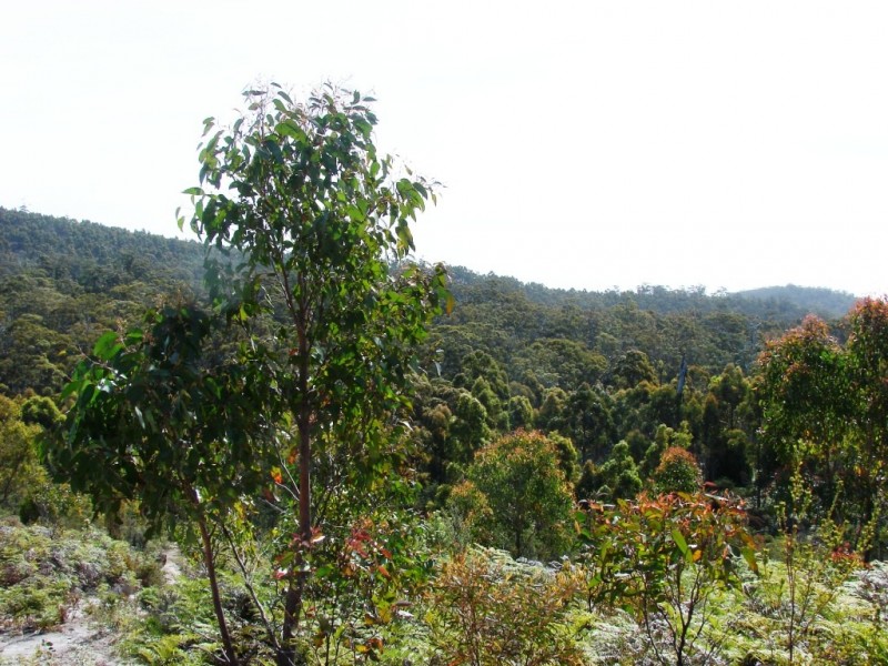 L1 Kelletts Road (Access from Dam RD), Sloping Main TAS 7186