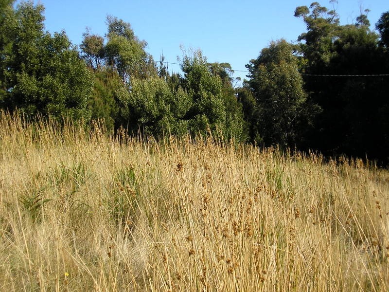 95 White Beach Road, White Beach TAS 7184