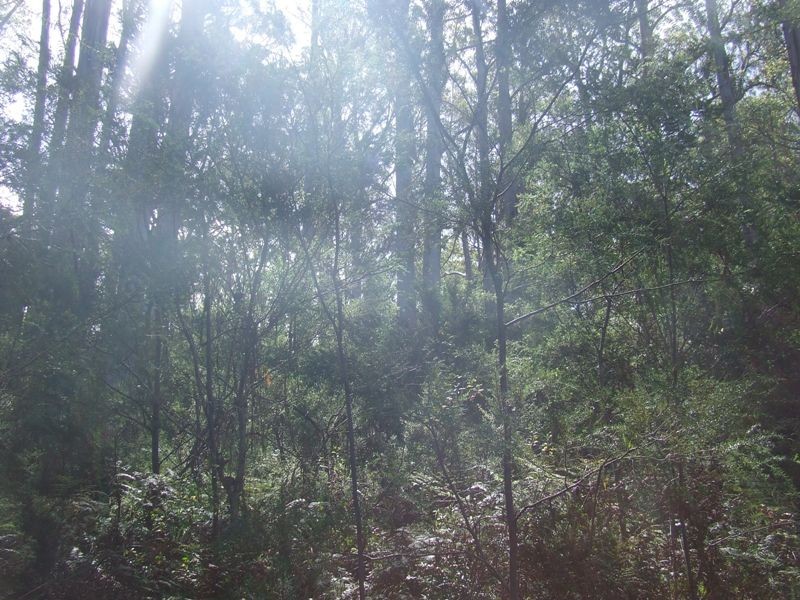 Lot 4-6619 Arthur Highway, Port Arthur TAS 7182