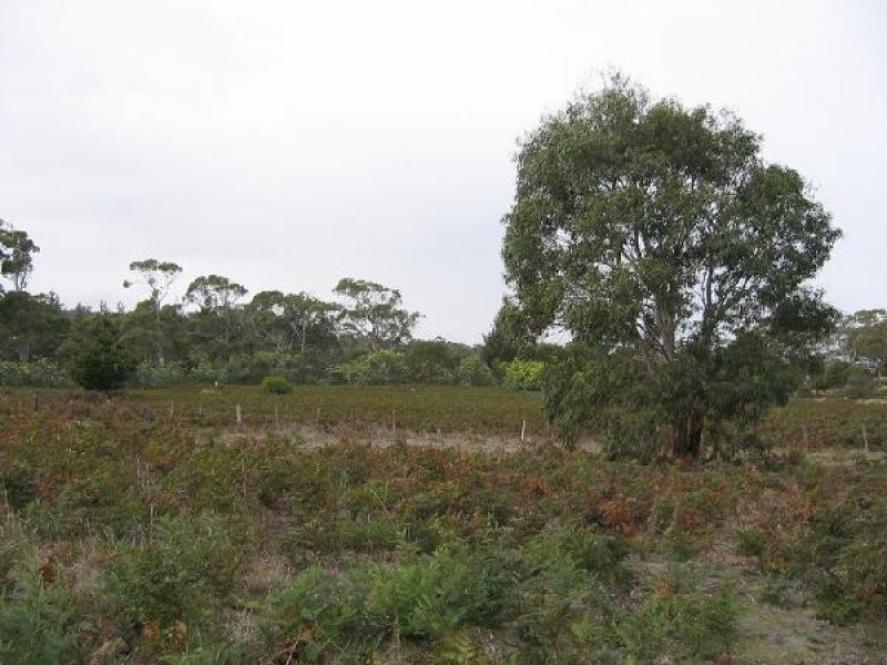 Carlton TAS 7173