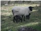 1416 Woodsdale Road, Levendale TAS 7120