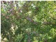 1416 Woodsdale Road, Levendale TAS 7120