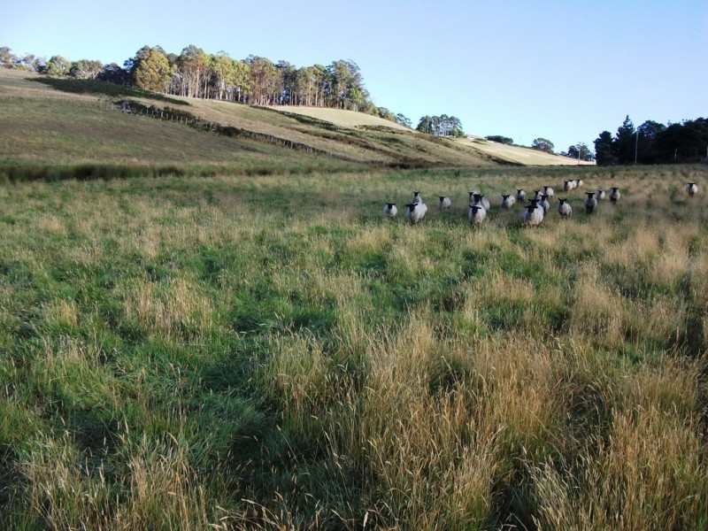 1416 Woodsdale Road, Levendale TAS 7120