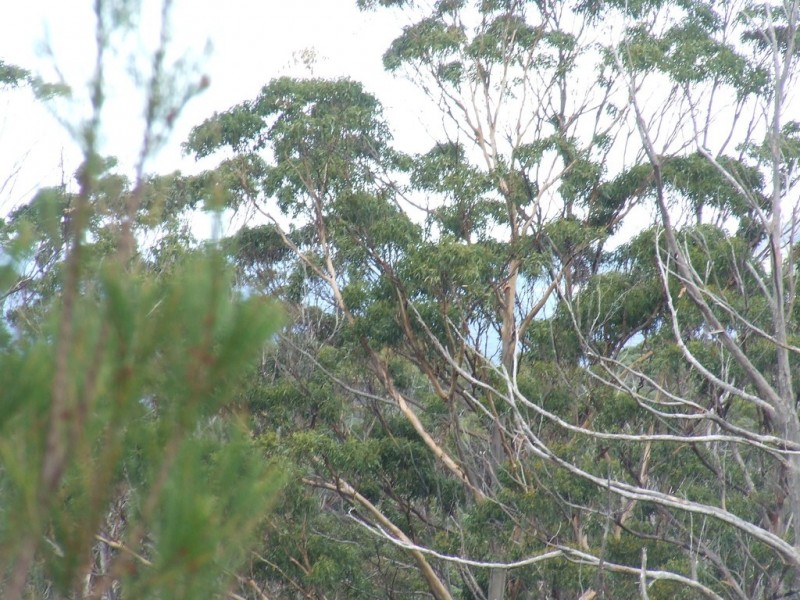 954 Roaring Beach Road, Nubeena TAS 7184