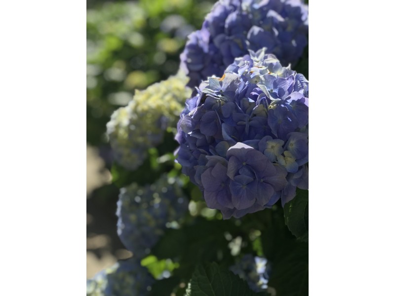 19 Cavendish Street, Concord West NSW 2138