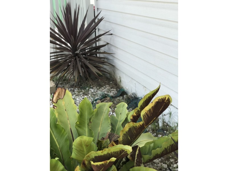 73 Victoria Avenue, Concord West NSW 2138