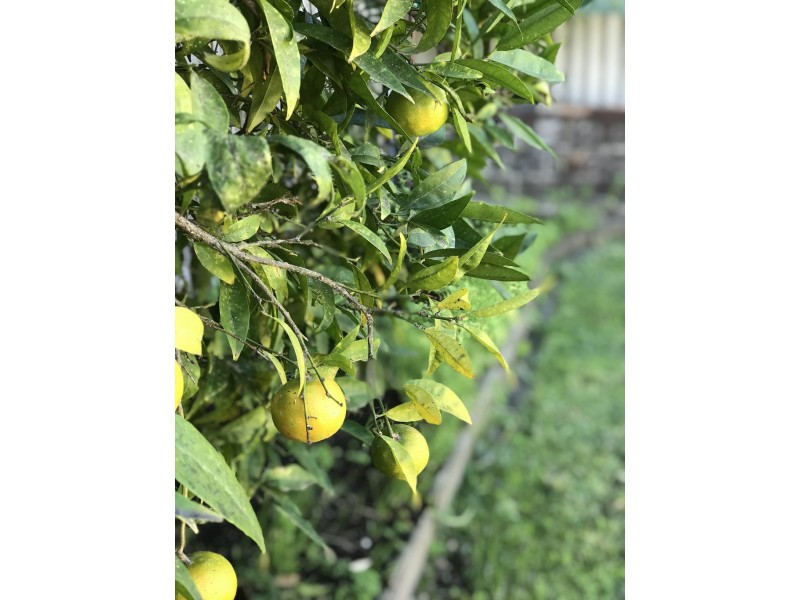 15 Evelyn Ave, Concord NSW 2137