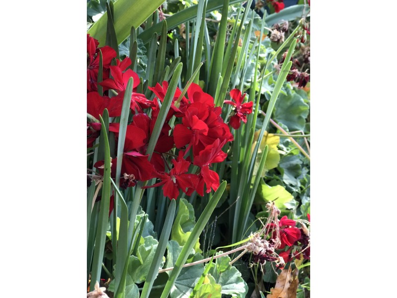 33 Zoeller Street, Concord NSW 2137