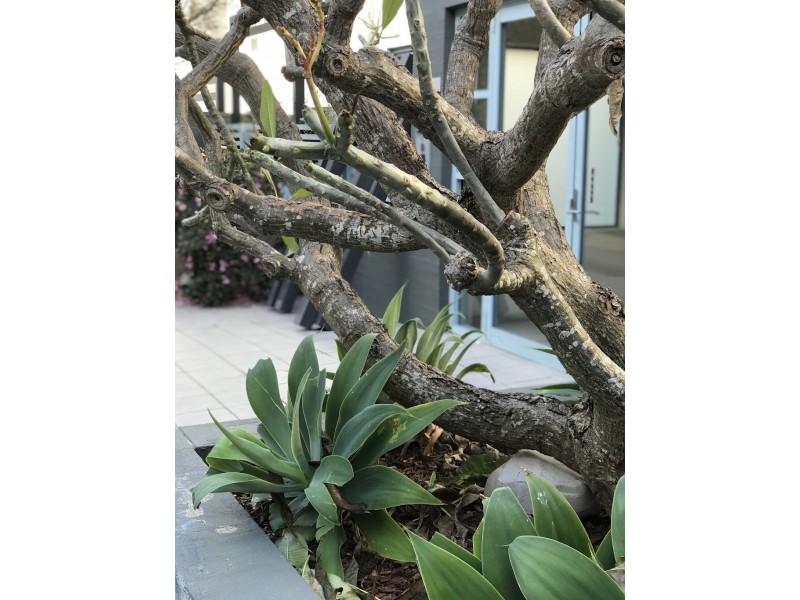 214/5 Stromboli Strait, Wentworth Point NSW 2127