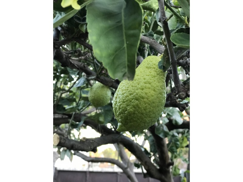 165 Burwood Road, Concord NSW 2137