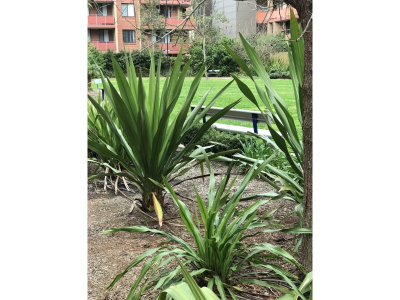 103J/27-29 George Street, North Strathfield NSW 2137