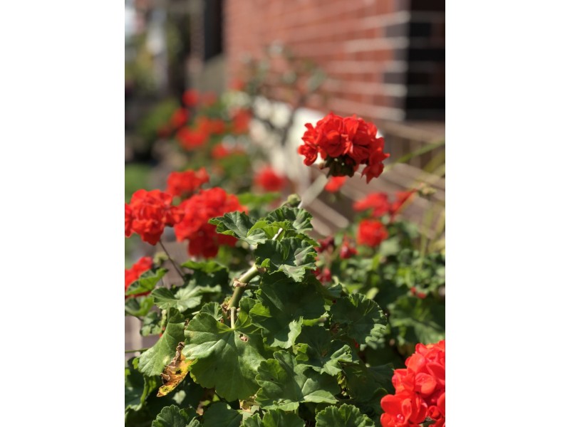 126 Davidson Ave, Concord NSW 2137