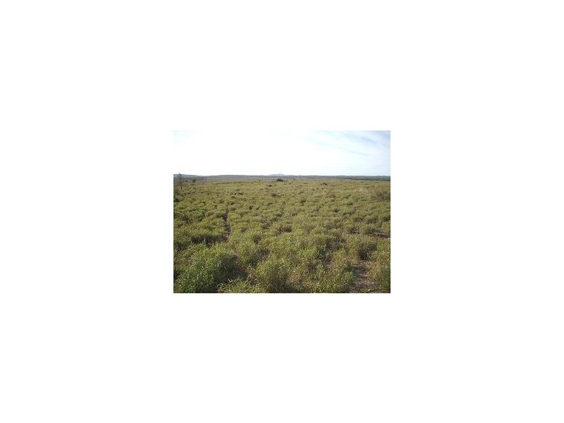Nebo QLD 4742