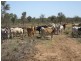 Nebo QLD 4742