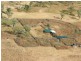00 ABINGDON DOWNS, Nebo QLD 4742
