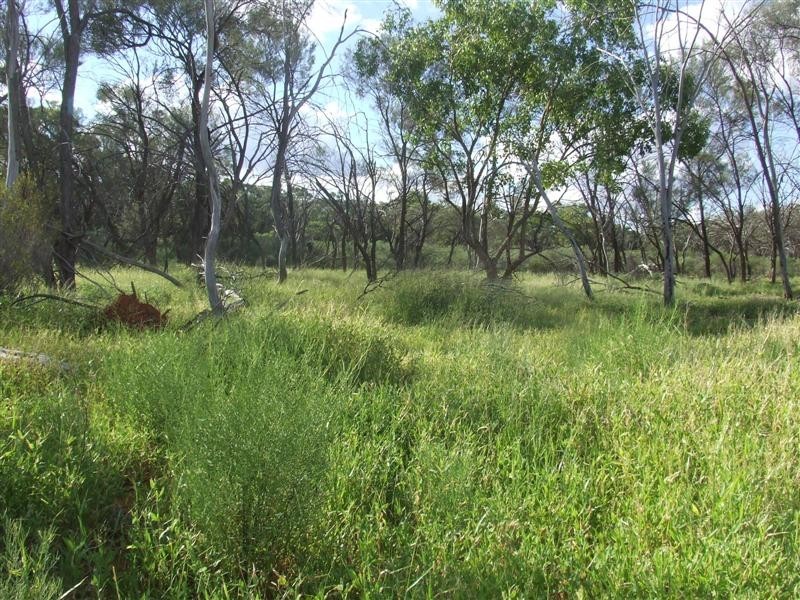 COPARELLA  QUILPIE – Toompine Road, Quilpie QLD 4480