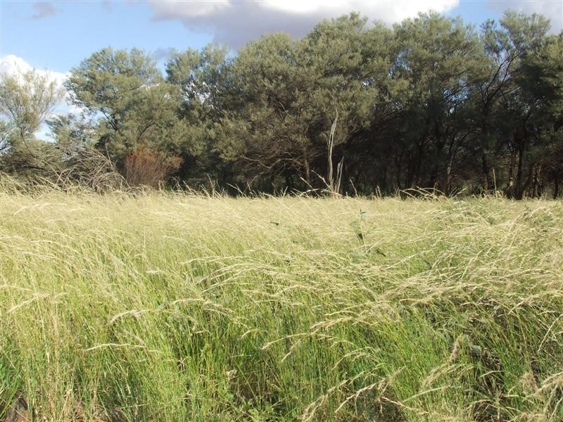 COPARELLA  QUILPIE – Toompine Road, Quilpie QLD 4480