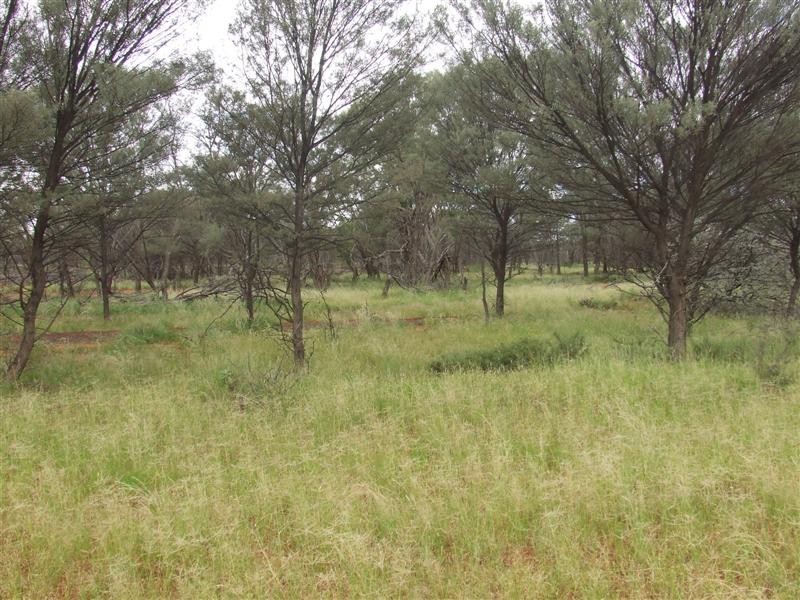 COPARELLA  QUILPIE – Toompine Road, Quilpie QLD 4480