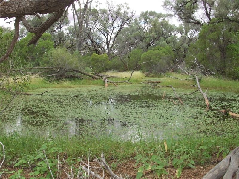 COPARELLA  QUILPIE – Toompine Road, Quilpie QLD 4480