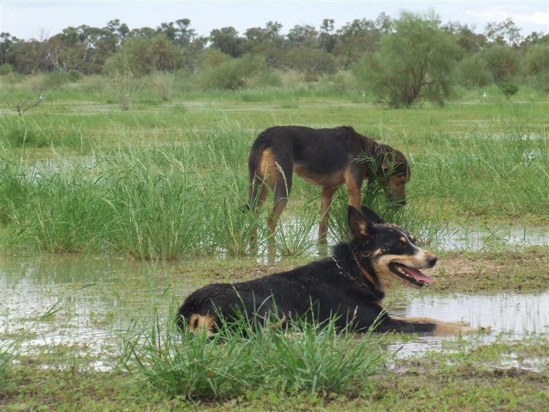 COPARELLA  QUILPIE – Toompine Road, Quilpie QLD 4480