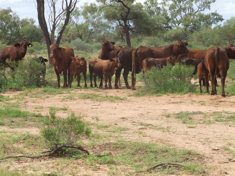 COPARELLA  QUILPIE – Toompine Road, Quilpie QLD 4480
