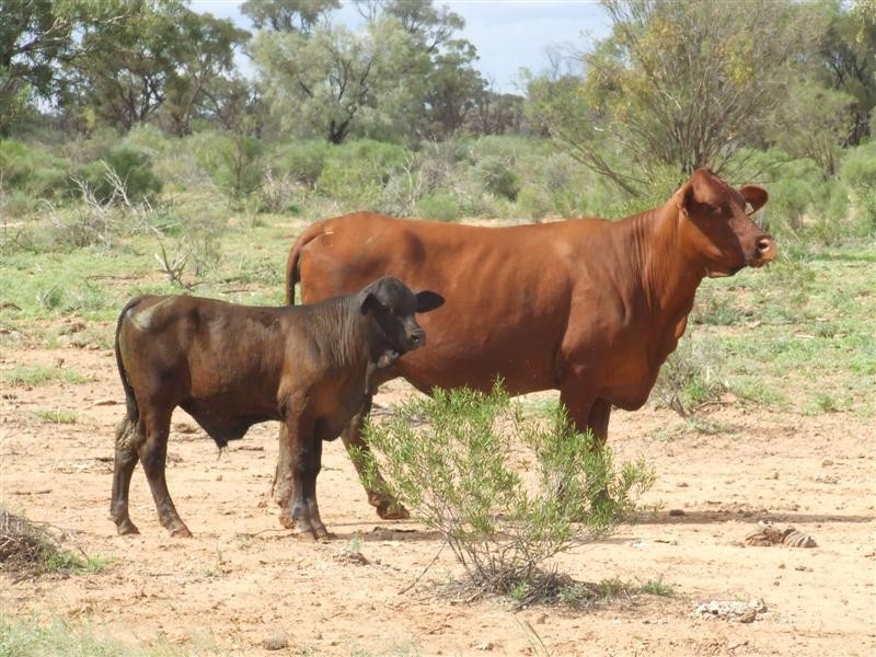 COPARELLA  QUILPIE – Toompine Road, Quilpie QLD 4480