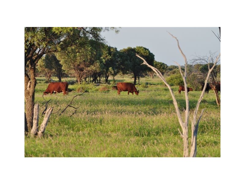 00 MACFARLANE DOWNS ROAD, Blackall QLD 4472