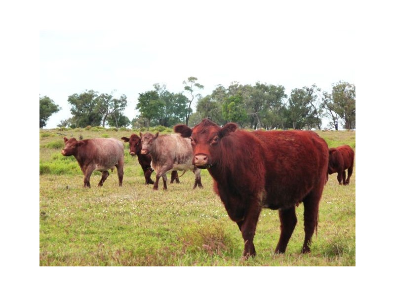 00 MacFarlane Road- Landsborough Hwy, Blackall QLD 4472