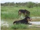 COPARELLA  COPARELLA QUILPIE – Toompine Road, Charleville QLD 4470