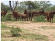 COPARELLA  COPARELLA QUILPIE – Toompine Road, Charleville QLD 4470