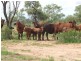 COPARELLA  COPARELLA QUILPIE – Toompine Road, Charleville QLD 4470