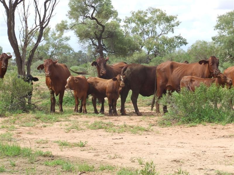 COPARELLA  COPARELLA QUILPIE – Toompine Road, Charleville QLD 4470
