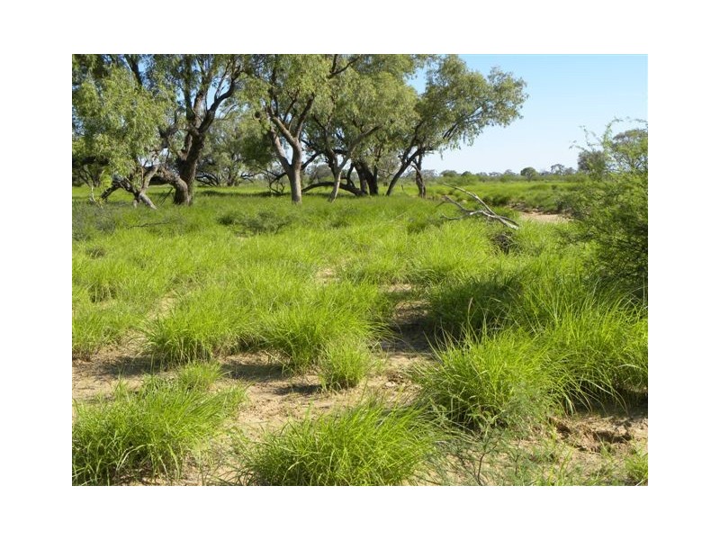 3852  HAZELWOOD, Nebo QLD 4742
