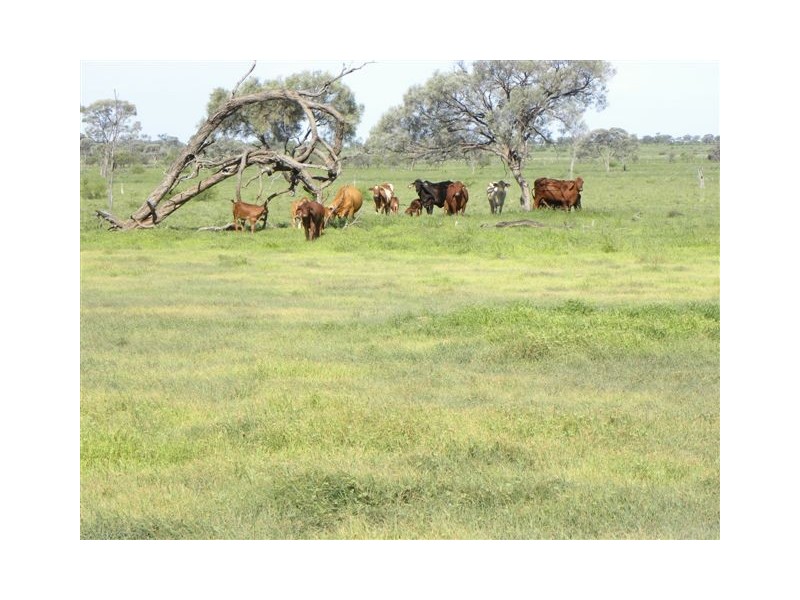 3852  HAZELWOOD, Nebo QLD 4742