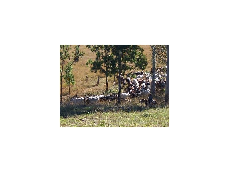Nebo QLD 4742