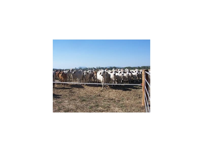 0 O’SULLIVAN ROAD, Mirani QLD 4754