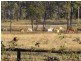 Coppabella QLD 4741