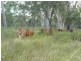 Coppabella QLD 4741