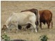 Coppabella QLD 4741