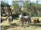 Duaringa QLD 4712