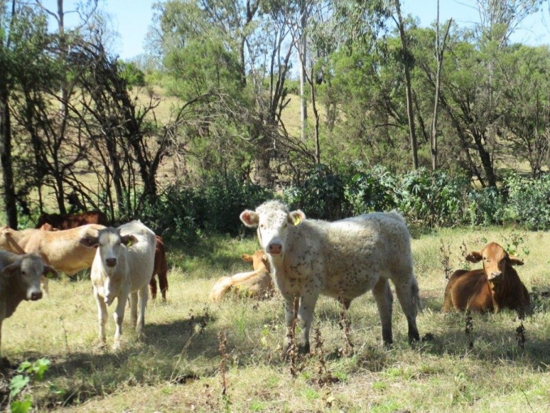 Duaringa QLD 4712