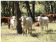 Duaringa QLD 4712