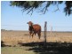 Duaringa QLD 4712