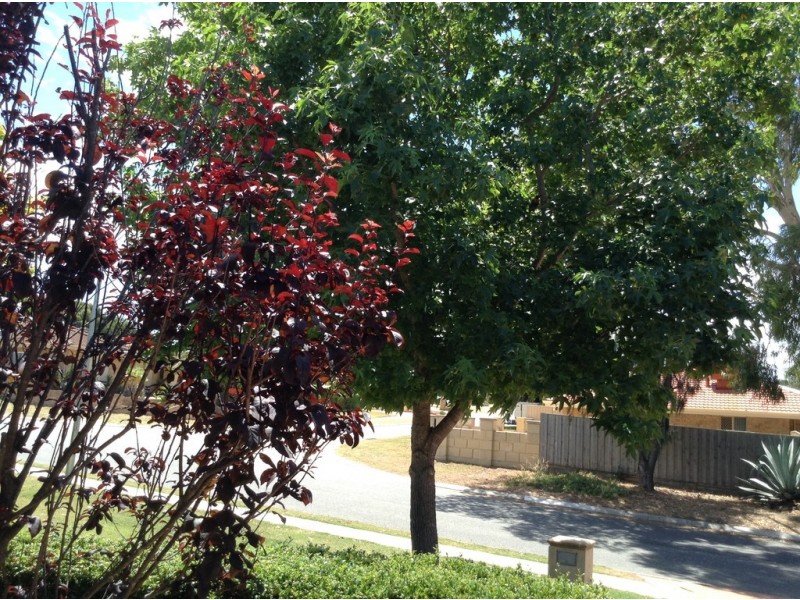 118 Aldersea Circle, Clarkson WA 6030