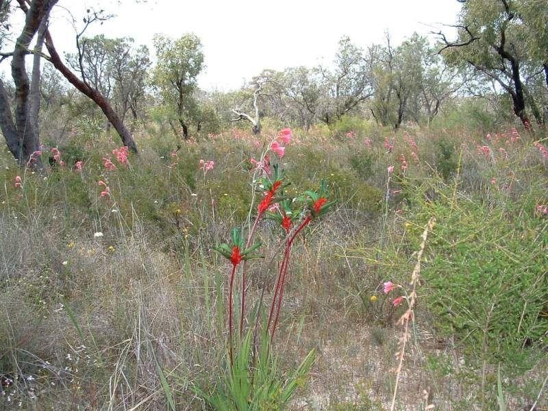 68 Leach Way, Gnangara WA 6065