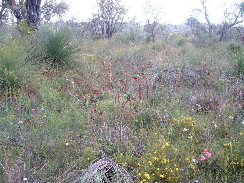 68 Leach Way, Gnangara WA 6065
