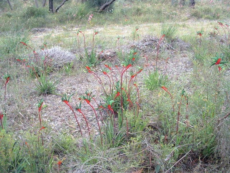 68 Leach Way, Gnangara WA 6065